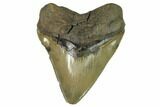 Serrated, Fossil Megalodon Tooth - Very Wide Tooth #124205-1